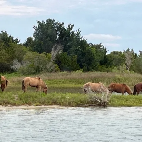 Group of wild horses grazing near trees by a water bank.