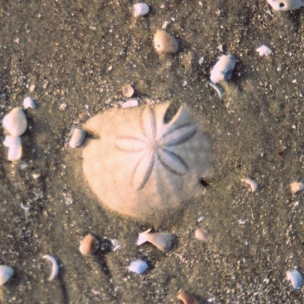 sand dollar on sand dollar island, NC