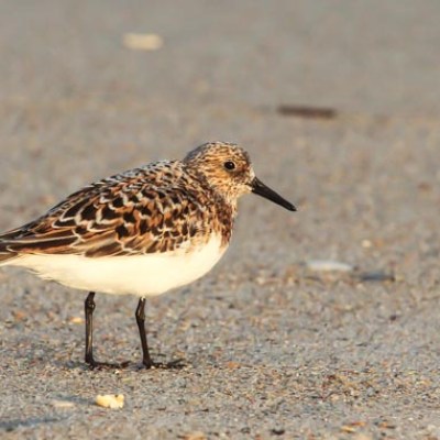 bird on beach, morehead city