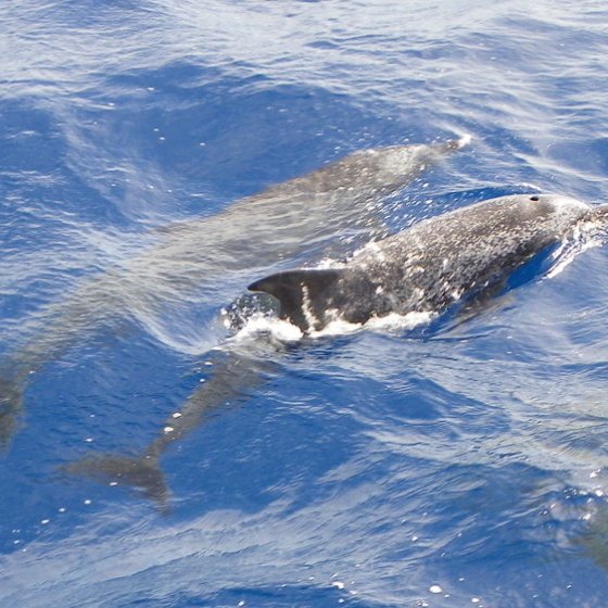 dolphins swimming in morehead city