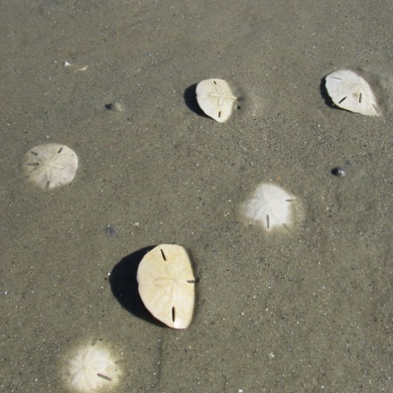 sand dollars on Sand Dollar Island