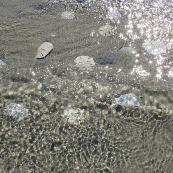 sand dollars in tidal pool
