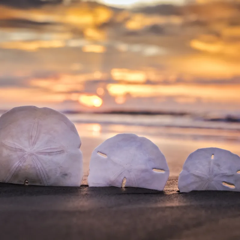 Three sand dollars on a beach at sunset with colorful sky.