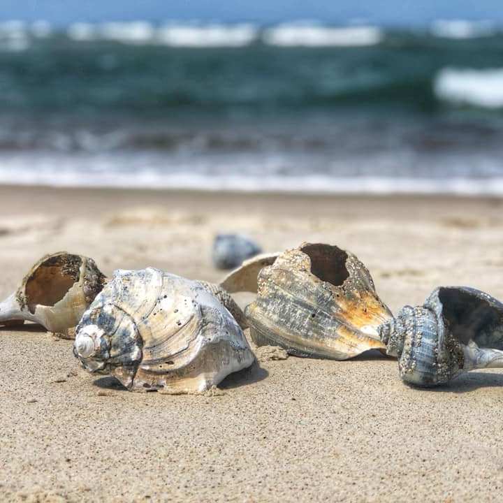 Shells on sandy beach with ocean waves in the background.